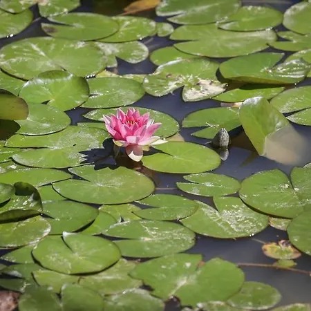 캠프장 Mobil-home Confortable Avec 2 Et Cuisine Equipee - Api-1-52-481 *