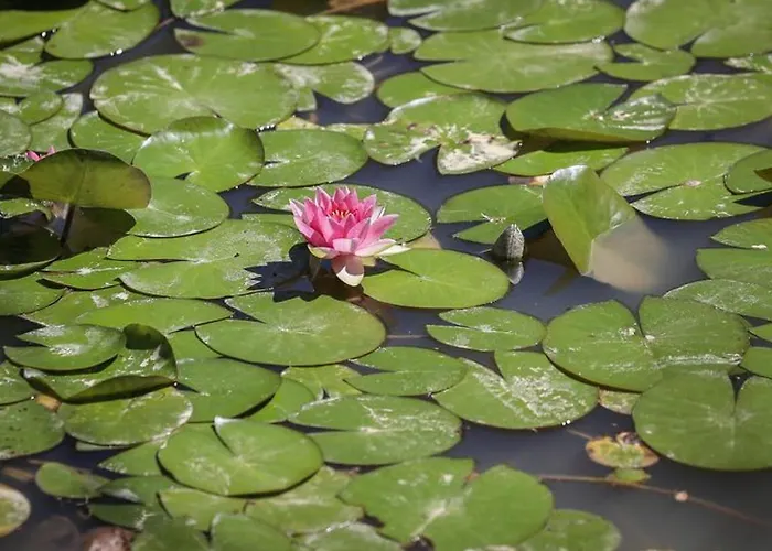 캠프장 Mobil-home Confortable Avec 2 Et Cuisine Equipee - Api-1-52-481 *